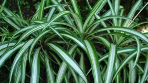 Chlorophytum comosum Хлорофитум